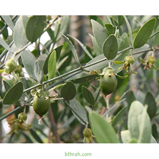 بذور الجوجوبا - Simmondsia chinensis بذور الجوجوبا - Simmondsia chinensis