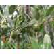 بذور الجوجوبا - Simmondsia chinensis بذور الجوجوبا - Simmondsia chinensis
