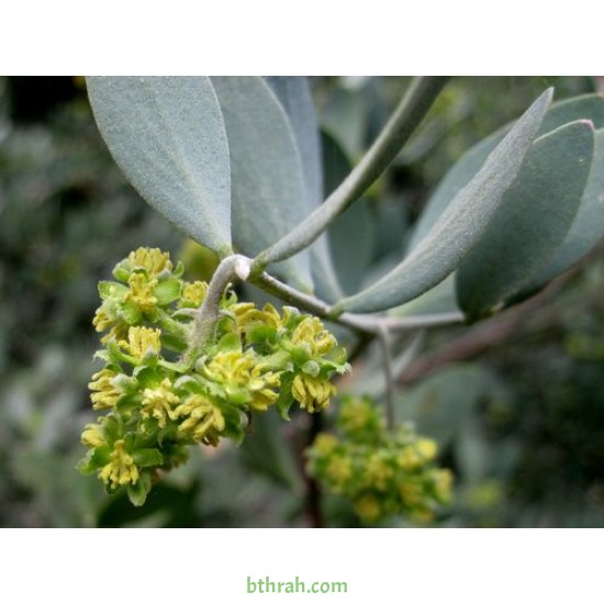 بذور الجوجوبا - Simmondsia chinensis
