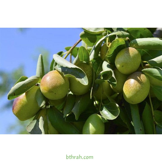 بذور الجوجوبا - Simmondsia chinensis بذور الجوجوبا - Simmondsia chinensis