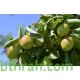 بذور الجوجوبا - Simmondsia chinensis بذور الجوجوبا - Simmondsia chinensis