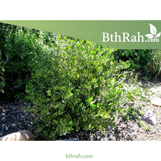 بذور الجوجوبا - Simmondsia chinensis بذور الجوجوبا - Simmondsia chinensis