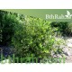 بذور الجوجوبا - Simmondsia chinensis بذور الجوجوبا - Simmondsia chinensis