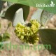 بذور الجوجوبا - Simmondsia chinensis بذور الجوجوبا - Simmondsia chinensis
