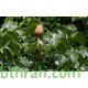 بذور شجرة الماهوجنى الافريقي - Swietenia mahagoni بذور شجرة الماهوجنى الافريقي - Swietenia mahagoni