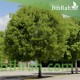 بذور شجرة الماهوجنى الافريقي - Swietenia mahagoni بذور شجرة الماهوجنى الافريقي - Swietenia mahagoni