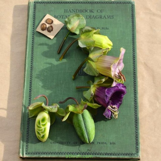بذور الكوبية المتسلقة ( Cobaea scandens ) بذور الكوبية المتسلقة ( Cobaea scandens )