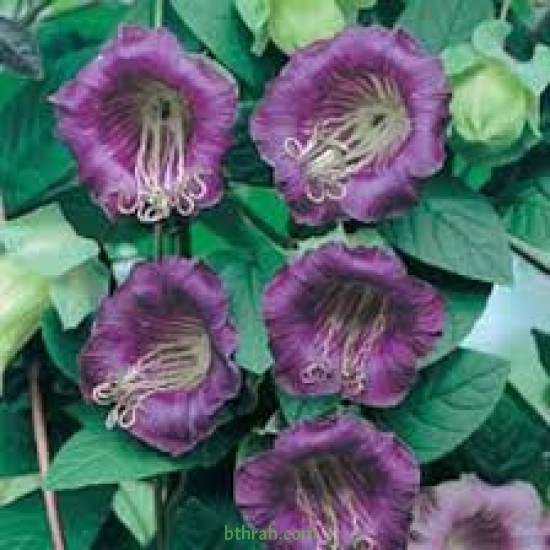 بذور الكوبية المتسلقة ( Cobaea scandens ) بذور الكوبية المتسلقة ( Cobaea scandens )