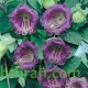 بذور الكوبية المتسلقة ( Cobaea scandens ) بذور الكوبية المتسلقة ( Cobaea scandens )