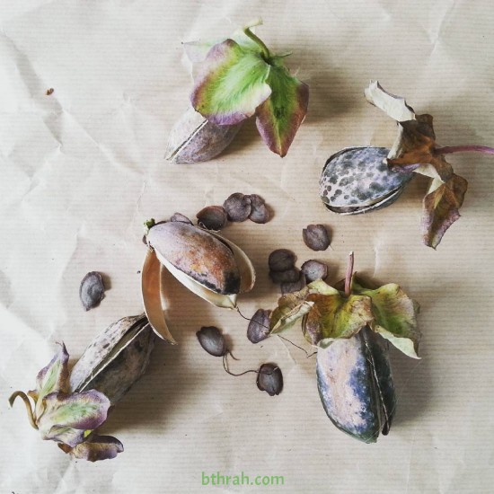 بذور الكوبية المتسلقة ( Cobaea scandens ) بذور الكوبية المتسلقة ( Cobaea scandens )