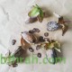 بذور الكوبية المتسلقة ( Cobaea scandens ) بذور الكوبية المتسلقة ( Cobaea scandens )