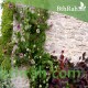 بذور الكوبية المتسلقة ( Cobaea scandens ) بذور الكوبية المتسلقة ( Cobaea scandens )