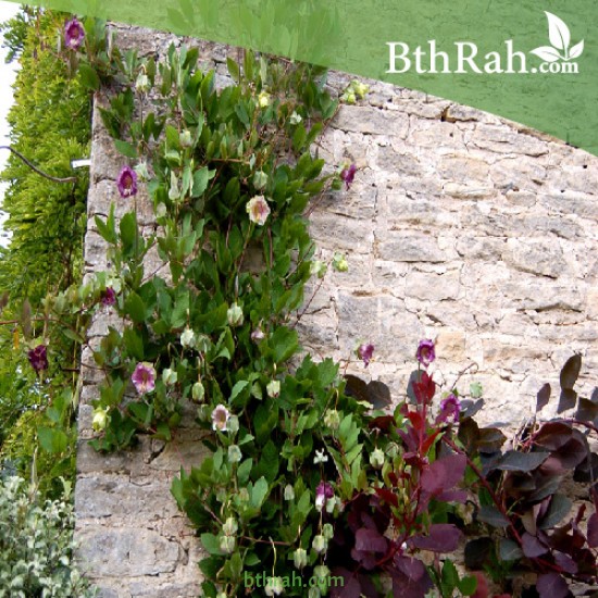 بذور الكوبية المتسلقة ( Cobaea scandens ) بذور الكوبية المتسلقة ( Cobaea scandens )