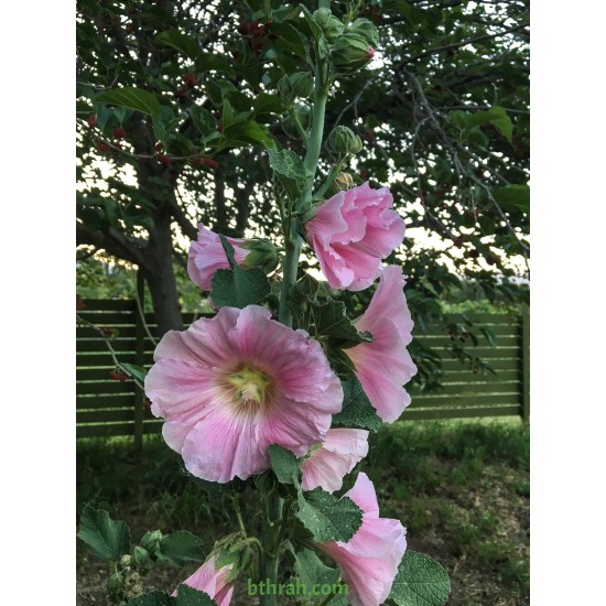 بذور زهور الخطمية - Alcea rosea