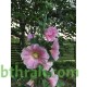 بذور زهور الخطمية - Alcea rosea