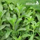 بذور ستيفيا  Stevia rebaudiana 