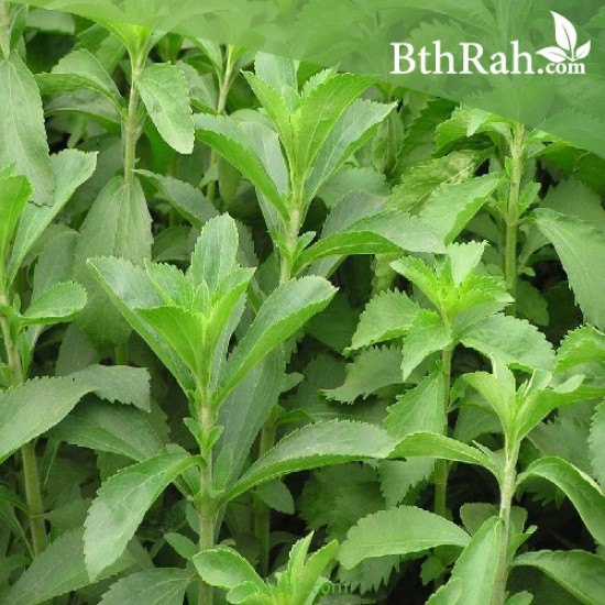 بذور ستيفيا Stevia rebaudiana بذور ستيفيا Stevia rebaudiana