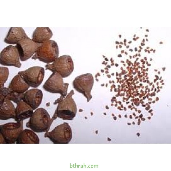 بذور الكين الليموني (Corymbia citriodora) بذور الكين الليموني (Corymbia citriodora)