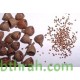 بذور الكين الليموني (Corymbia citriodora) بذور الكين الليموني (Corymbia citriodora)