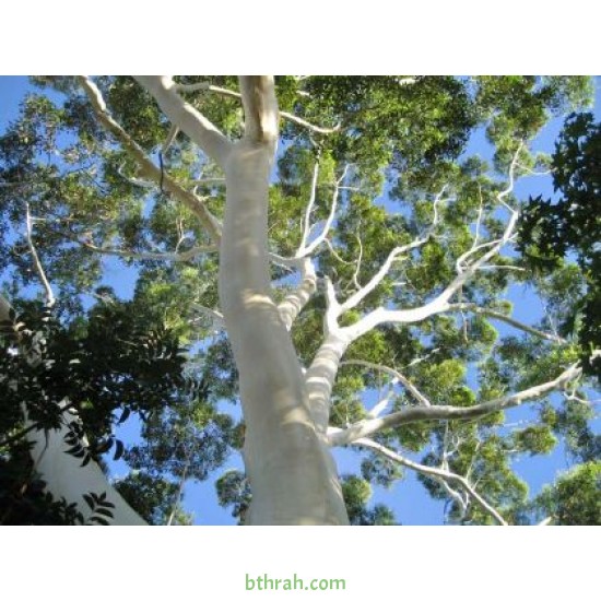 بذور الكين الليموني (Corymbia citriodora) بذور الكين الليموني (Corymbia citriodora)