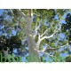 بذور الكين الليموني (Corymbia citriodora) بذور الكين الليموني (Corymbia citriodora)