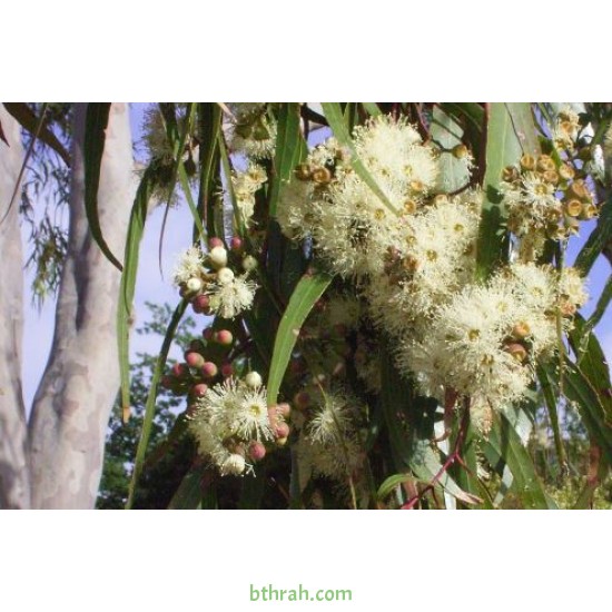 بذور الكين الليموني (Corymbia citriodora) بذور الكين الليموني (Corymbia citriodora)