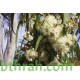 بذور الكين الليموني (Corymbia citriodora) - كافور ليموني