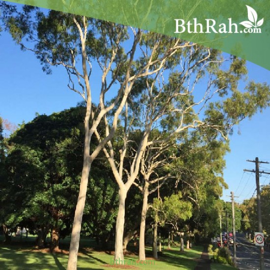 بذور الكين الليموني (Corymbia citriodora) بذور الكين الليموني (Corymbia citriodora)