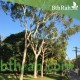 بذور الكين الليموني (Corymbia citriodora) بذور الكين الليموني (Corymbia citriodora)