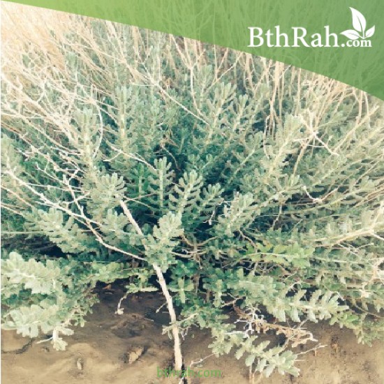 بذور عشبة البعيثران ( عطري ) - Artemisia Judaica