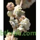 بذور الرغل Atriplex leucoclada بذور الرغل Atriplex leucoclada