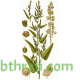 بذور الرغل Atriplex leucoclada بذور الرغل Atriplex leucoclada