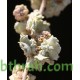 بذور الرغل Atriplex leucoclada بذور الرغل Atriplex leucoclada