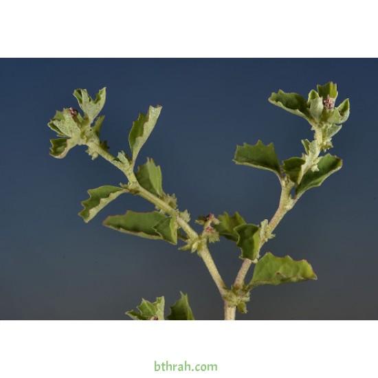 بذور الرغل Atriplex leucoclada بذور الرغل Atriplex leucoclada