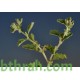بذور الرغل الأبيض Atriplex leucoclada