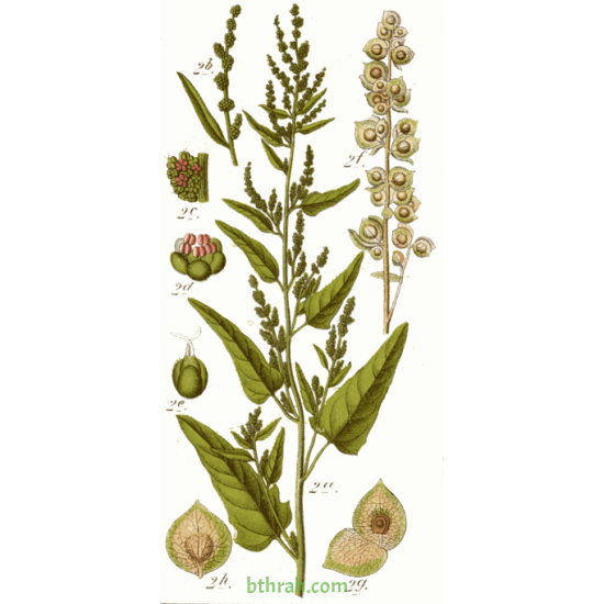 بذور الرغل الأبيض Atriplex leucoclada