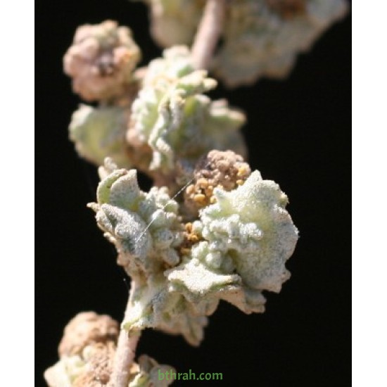 بذور الرغل الأبيض Atriplex leucoclada