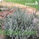 بذور الرغل الأبيض Atriplex leucoclada