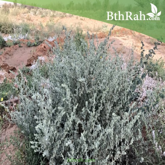 بذور الرغل Atriplex leucoclada بذور الرغل Atriplex leucoclada