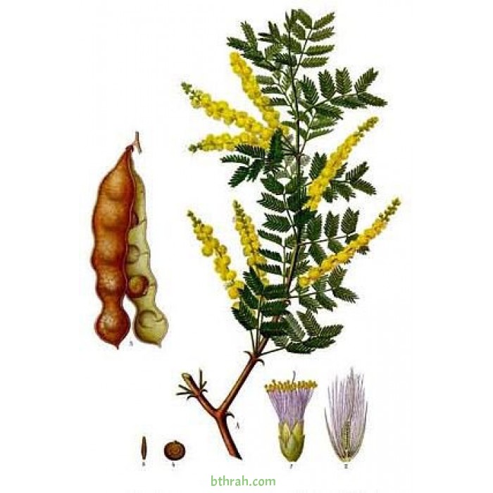 بذور شجرة الصمغ العربي - Acacia senegal - 30 بذرة