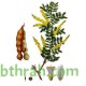 بذور شجرة الصمغ العربي - Acacia senegal بذور شجرة الصمغ العربي - Acacia senegal