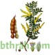بذور شجرة الصمغ العربي - Acacia senegal