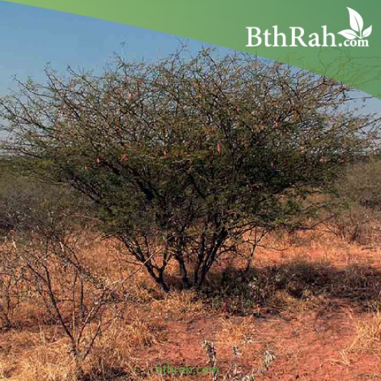بذور شجرة الصمغ العربي - Acacia senegal بذور شجرة الصمغ العربي - Acacia senegal
