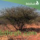 بذور شجرة الصمغ العربي - Acacia senegal بذور شجرة الصمغ العربي - Acacia senegal