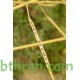 بذور عشبة الحرشاء - Brassica tournefortii Gouan بذور عشبة الحرشاء - Brassica tournefortii Gouan