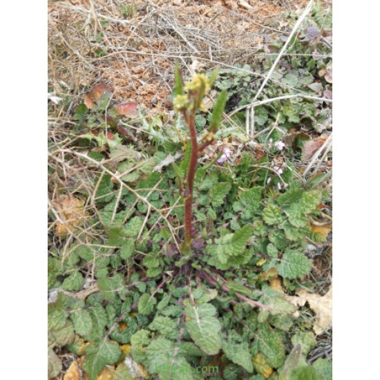 بذور عشبة الحرشاء - Brassica tournefortii Gouan بذور عشبة الحرشاء - Brassica tournefortii Gouan