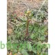 بذور عشبة الحرشاء - Brassica tournefortii Gouan بذور عشبة الحرشاء - Brassica tournefortii Gouan