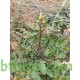 بذور عشبة الحرشاء - Brassica tournefortii Gouan