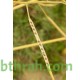 بذور عشبة الحرشاء - Brassica tournefortii Gouan بذور عشبة الحرشاء - Brassica tournefortii Gouan