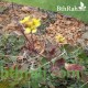 بذور عشبة الحرشاء - Brassica tournefortii Gouan